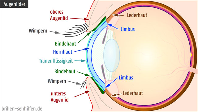 Augenlider (oben und unten)