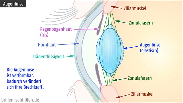 Augenlinse (menschliches Auge)