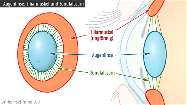 Augenlinse, Zonulafasern und Ziliarmuskel